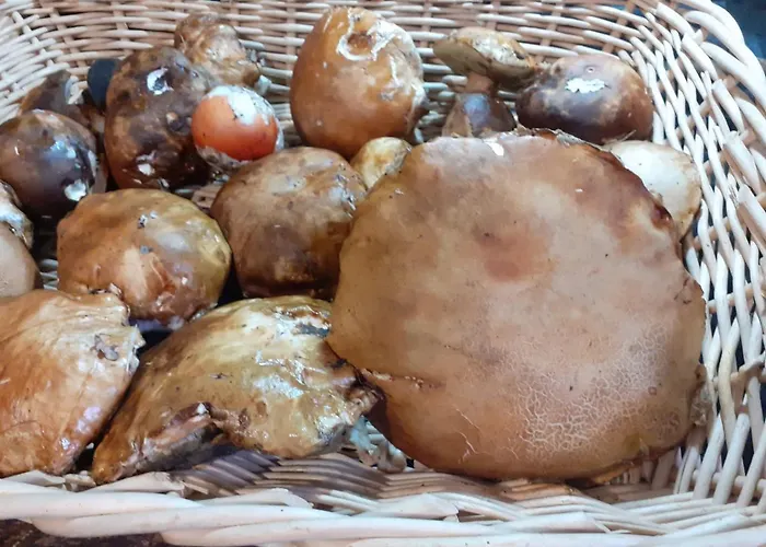 La Vecchia Quercia