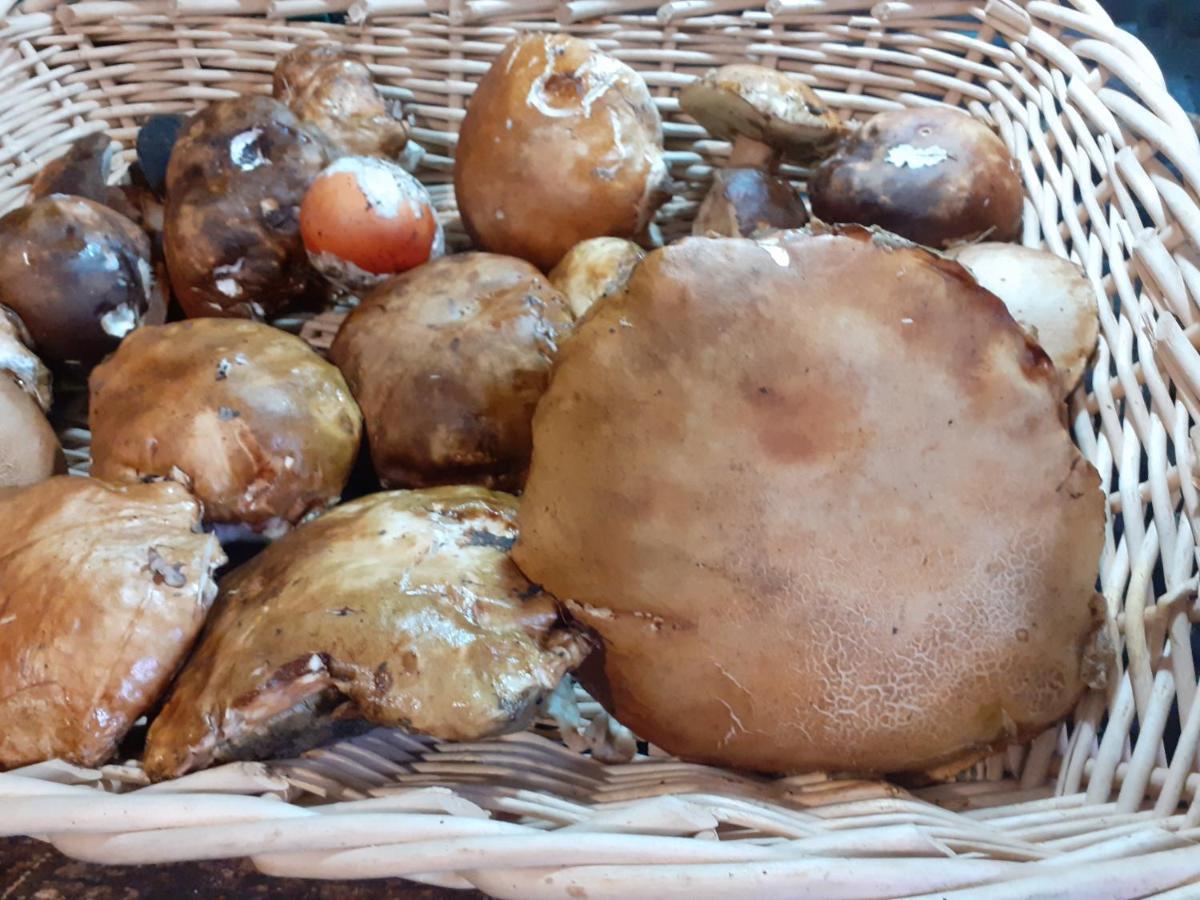 Agroturismo La Vecchia Quercia