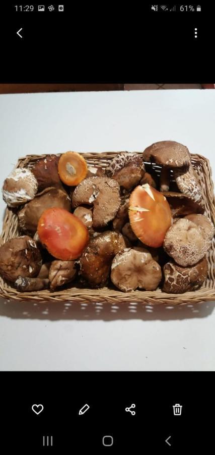 La Vecchia Quercia *